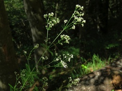 Galium intermedium