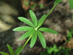 Galium intermedium
