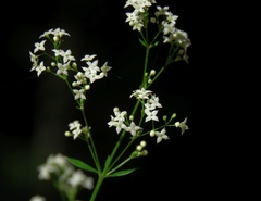 Galium intermedium