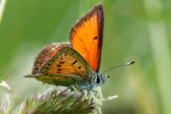 Lycaena candens
