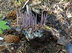 Alloclavaria purpurea