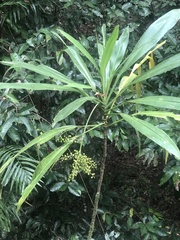 Cordyline manners-suttoniae