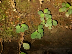 Peperomia leptostachya