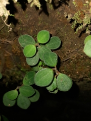 Peperomia leptostachya