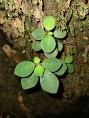 Peperomia leptostachya