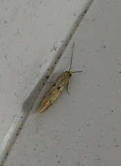 Tinea trinotella