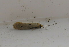 Tinea trinotella