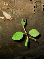 Peperomia leptostachya