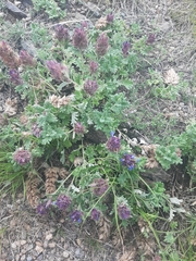 Dracocephalum pinnatum