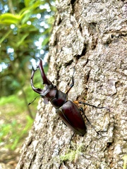 Lucanus formosanus