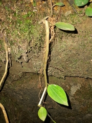 Peperomia leptostachya