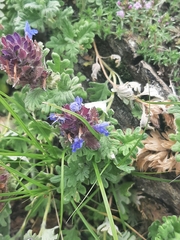 Dracocephalum pinnatum