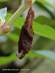 Lebadea martha parkeri