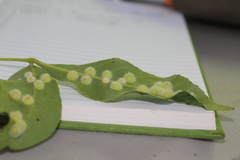 Caryomyia holotricha