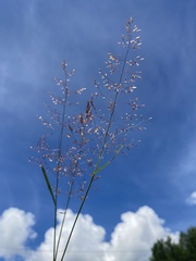 Poaceae