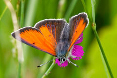 Lycaena candens