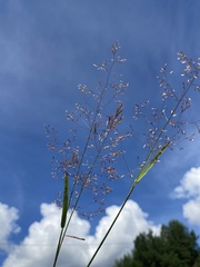 Poaceae