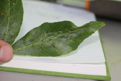 Caryomyia holotricha