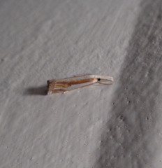 Crambus youngellus