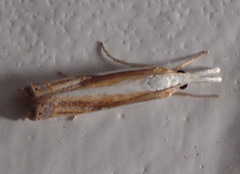 Crambus youngellus