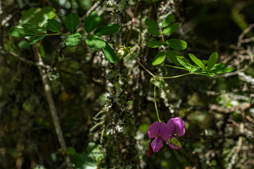 Tephrosia cordata