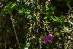 Tephrosia cordata