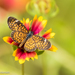 Tiny Checkerspot - Photo (c) Mike Andersen, some rights reserved (CC BY-NC-ND), uploaded by Mike Andersen