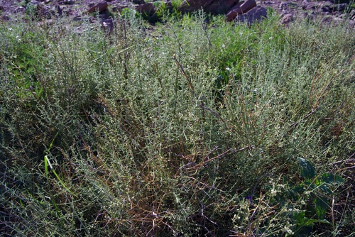 Image of Adolphia infesta by (c) Michelle W. （鍾偉瑋）, some rights reserved (CC BY)