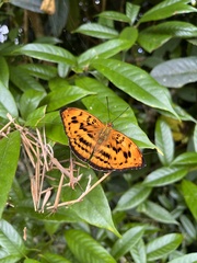 Abrota ganga formosana