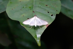 Cydalima