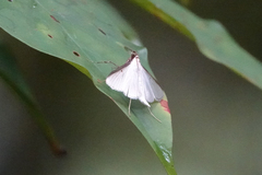 Cydalima