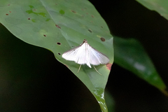 Cydalima