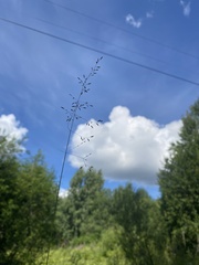 Poaceae