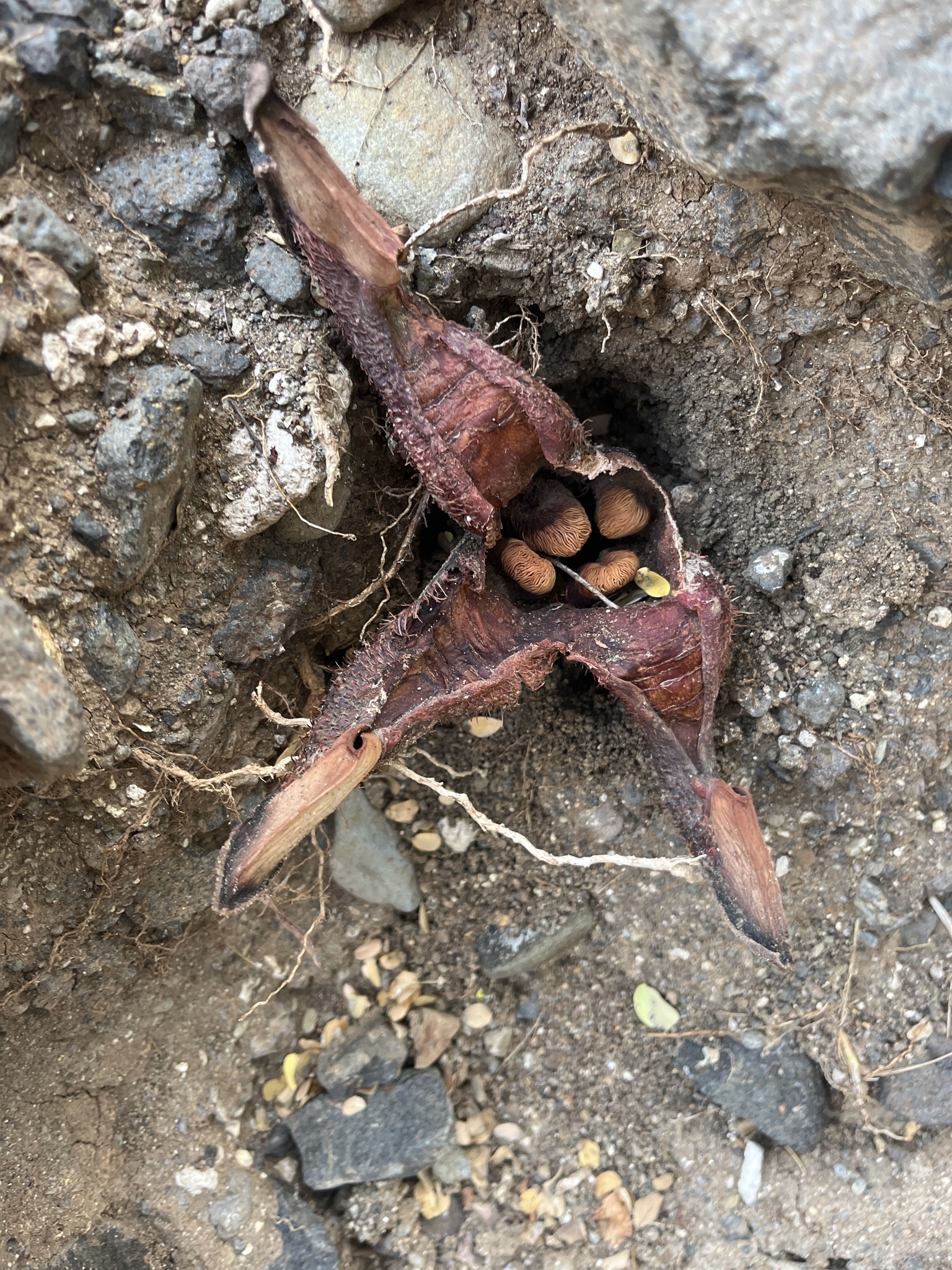 Hydnora Abyssinica (Hydnora abyssinica)