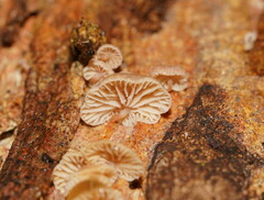 Marasmiellus affixus