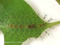 Euthalia adonia pinwilli