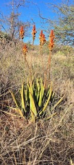 Aloe cryptopoda