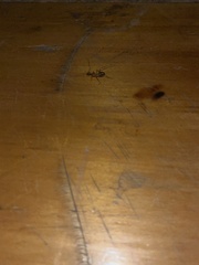 Camponotus aegyptiacus