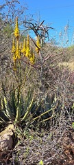 Aloe wickensii