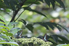 Graphium doson