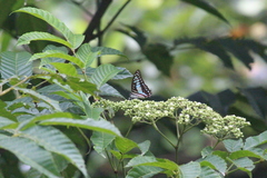 Graphium doson