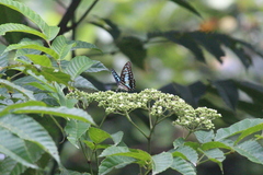 Graphium doson