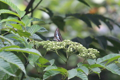 Graphium doson