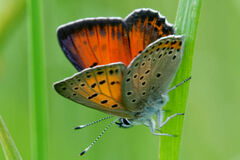 Lycaena candens