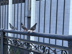 Columba livia domestica