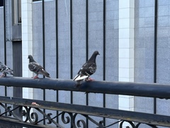 Columba livia domestica