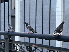 Columba livia domestica