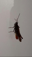 Chorthippus brunneus