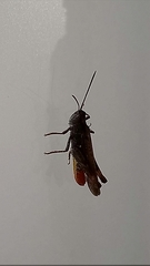 Chorthippus brunneus