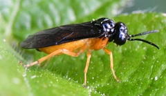 Monophadnus spinolae